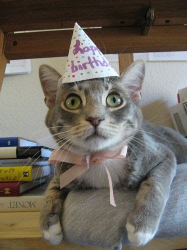 160 Happy Birthday Cats Ideas In 2021 Cat Birthday Party Cats