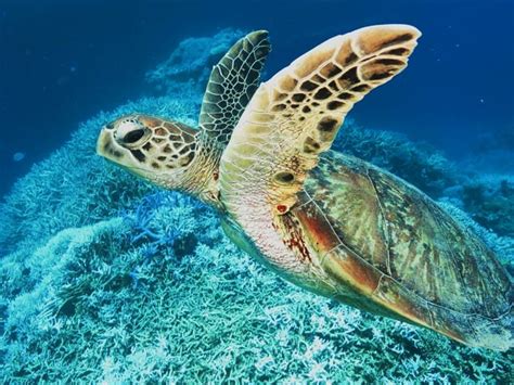 Sea Turtle Australian Wildlife Society