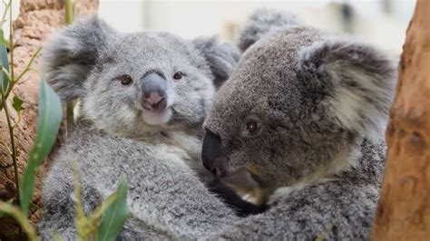 Koalas Cuddling