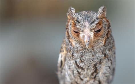 Flammulated Owl Audubon Field Guide