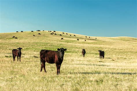 Cattle Grazing On The Plains Photograph By Todd Klassy Fine Art America