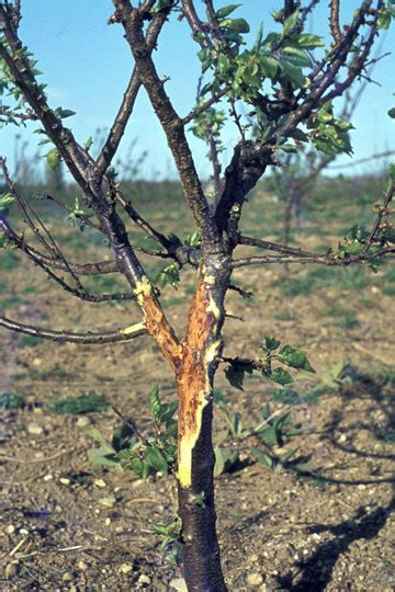 Bacterial Canker And Blast Apricot Plantsdb