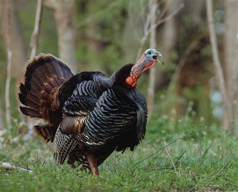 What Is A Shock Gobble Turkey Hunting Calling Tactics And More