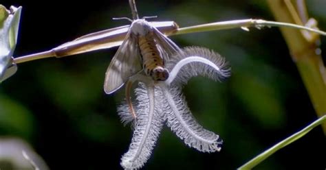 D Jate Cautivar Por Estos Espectaculares Regalos De La Naturaleza Bioguia