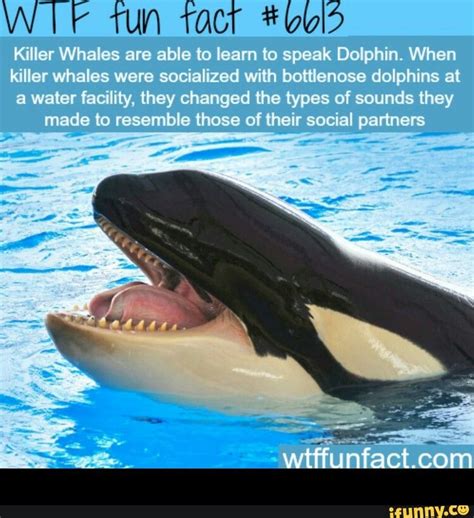 Fun Facts About Whales