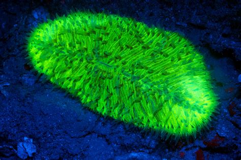 Photographer Simon Pierce Captures Mysteriuos Neon Creatures Of The Sea