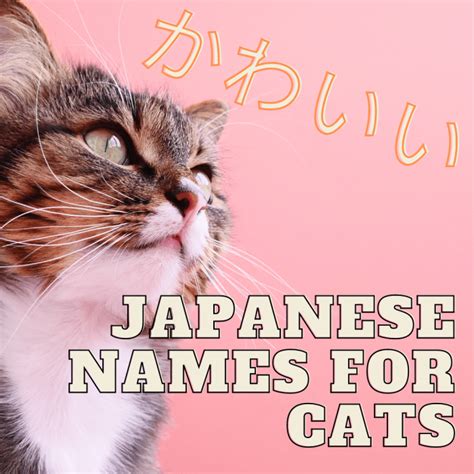 We did not find results for: 100+ Cute Japanese Cat Names for Your Pet - PetHelpful
