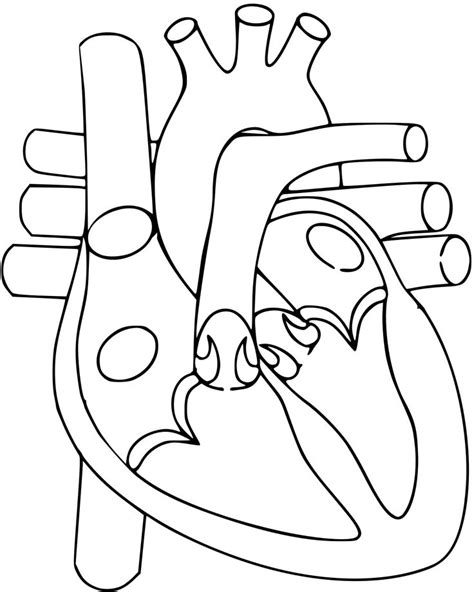 Fileheartsvg Wikimedia Commons Heart Diagram Biology Drawing