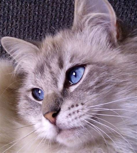 Blue Lynx Point Ragdoll Cat Named Pip Ragdolls Pinterest