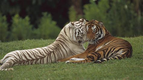 Orange Tiger And White Tiger Love 1920x1080 Wallpaper