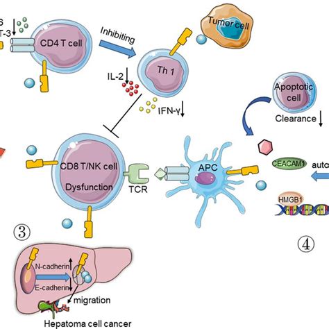 PDF Targeting LAG 3 TIM 3 And TIGIT For Cancer Immunotherapy