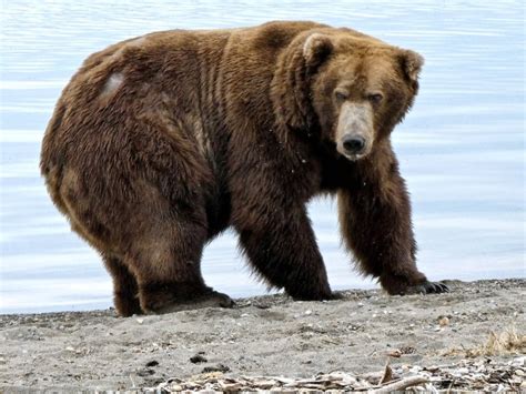 Bilderstrecke Zu Wer Siegt Als Fettester Braunbär In Alaska Bild 1 Von 2 Faz