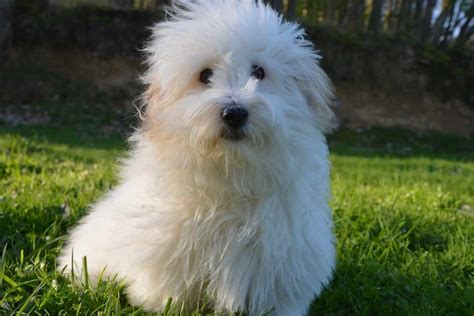 Coton De Tulear Photos Coton De Tulear Dog Breed Pictures