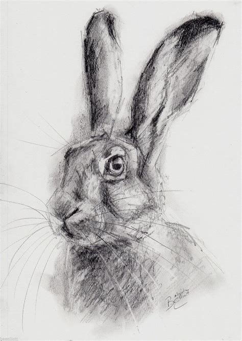 Original Drawing A4 Charcoal And Pencil Sketch Of A Hare By Belinda