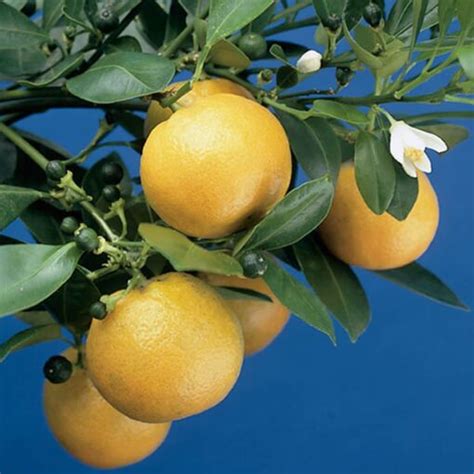 Calamondin Orange Tree Citrus X Citrofortunella Mitis