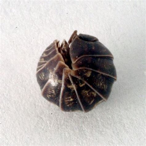 Look around for dark damp places. rolly pollies - Google Search | Earwigs, Woodlouse, Woodlice