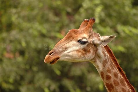 Giovane Fine Selvaggia Sveglia Della Giraffa Sul Ritratto