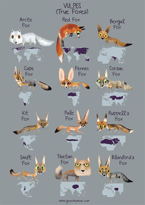 Green Humour Wild Canids Of The World Cute Animal Drawings Pet Fox