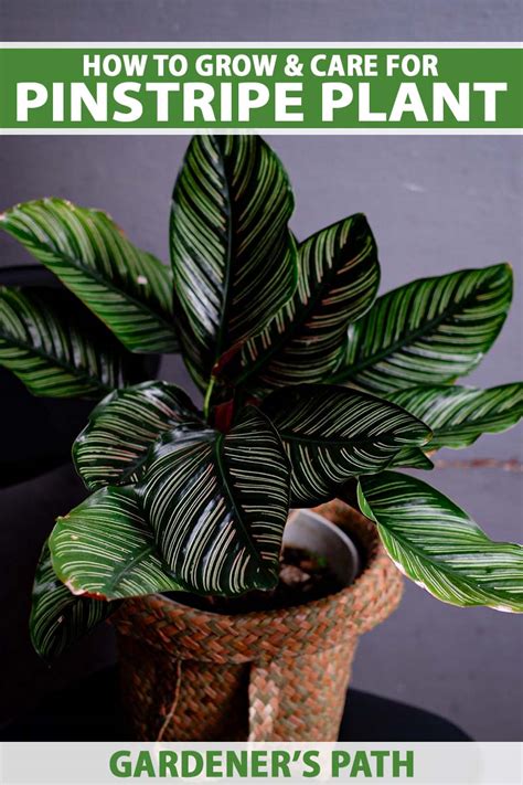 How To Grow And Care For Pinstripe Calathea Plants