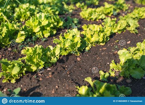 Growing Lettuce Leaf Plantation In The Vegetable Garden Rows On The