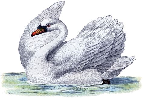 Best Free Swan Image The Graphics Fairy