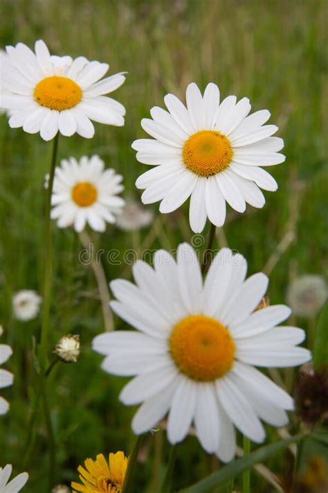 Beautiful Daisy In A Meadow Stock Photo Image Of Daisy Blossom
