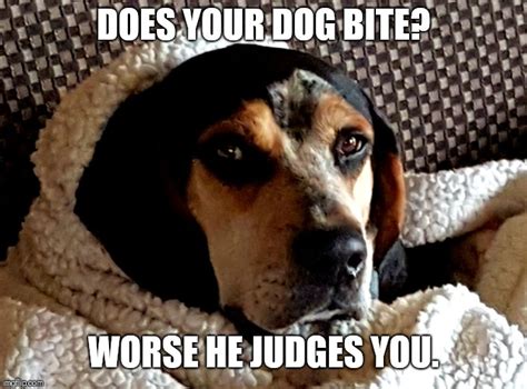 Image Tagged In Dogsjudging Imgflip