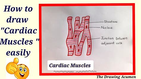 How To Draw Cardiac Muscles Step By Step In A Very Easy Way Type