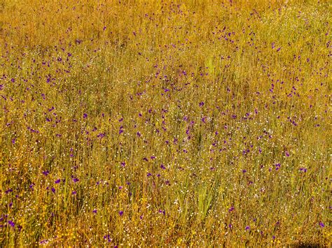 Grass Flower Field Wildflowers Free Stock Photo Public Domain Pictures