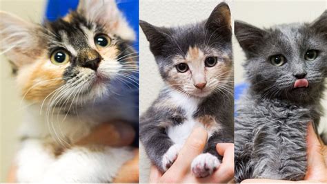 Spca Gets 22 Cats And Kittens To Adopt Out