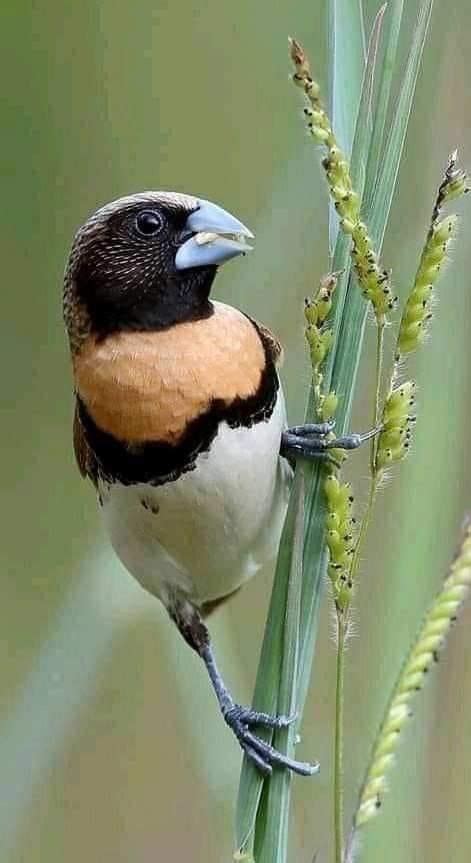 Pin By Meryem Kaya On Muhteşem Canlılar Finches Bird Beautiful Birds Most Beautiful Birds
