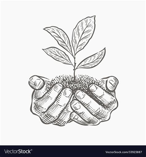 Hands And Plant Sketch Royalty Free Vector Image