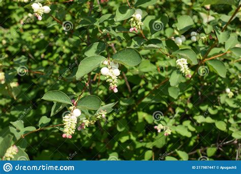 Rounded Berries And Small Pink Flowers Of Common Snowberry Stock Image