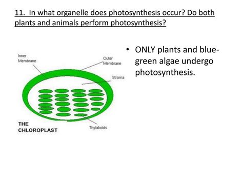 What are the units used for the ideal gas law? PPT - Protist /Fungi and Photosynthesis/Cellular Respiration Review PowerPoint Presentation - ID ...