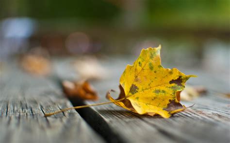 Selective Focus Photography Of Withered Maple Leaf Hd Wallpaper