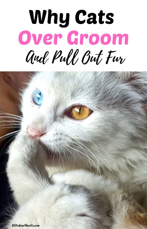 Cats shed to remove dead hair from their bodies. Why Do Cats Pull Out Their Fur (And How To Stop It!) (With ...