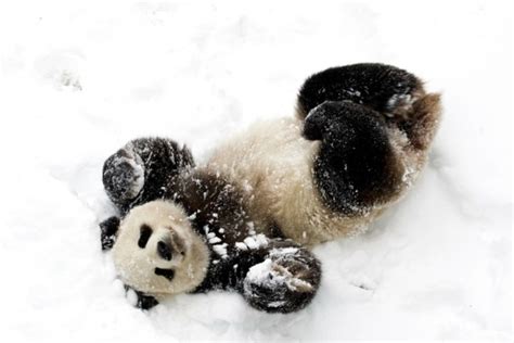 Its Playtime Cute Animals Playtime In The Snow