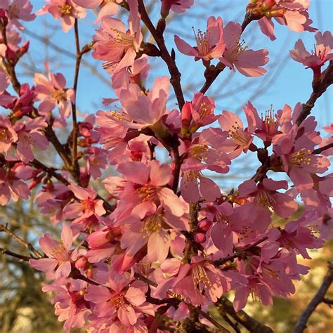 Prunus X ‘okame Okame Cherry — Magnolia Plantation And Gardens