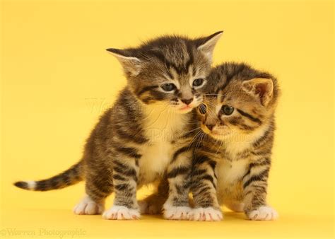 Cute Baby Tabby Kittens On Yellow Background Photo Wp42121