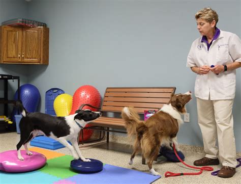 Our Joplin Vet Team Cornerstone Animal Hospital