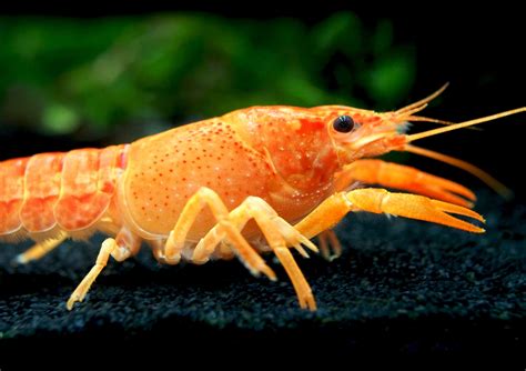 Buy Aquatic Arts Neon Red Crayfish Male Female Pair Live