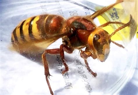 Asian Hornet Invasion Heading To Uk Could Hit Record Levels This Year Metro News