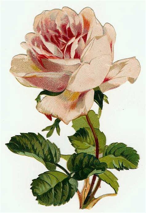 Pink Vintage Rose Yorkshirerose Photo 29731991 Fanpop