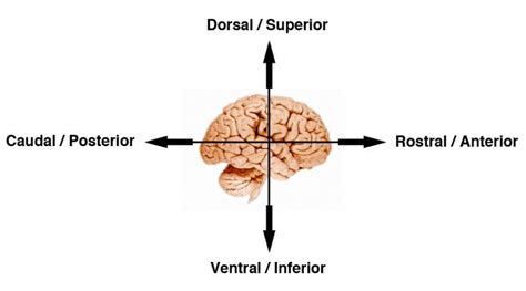 What Is A Brain Slice Everything To Know About A Brain Slice