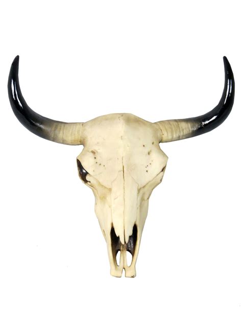 Small Wall Mounted Cow Skull Ornament Comfortzone Home Furnishers