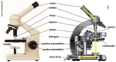 A Figura Abaixo Representa Um Microscópio óptico Composto O