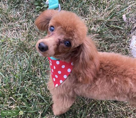 Toy Poodle Stud Dog In Il The United States Breed Your Dog