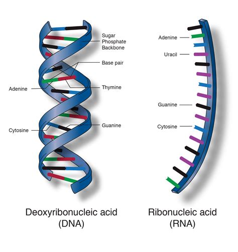 Propose a three chain helical structure for dna with the phosphate backbone in the center and the bases on the outside. Nucleic Acid