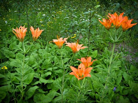 The Tiger Lily Edible Beautiful And Easy To Grow One Green Planet