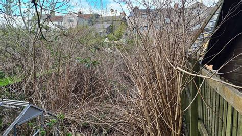 🏡 Is Japanese Knotweed Removal Covered By Home Insurance